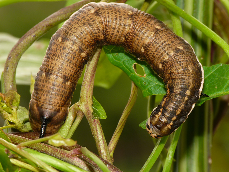 Agrius convolvuli, Sphingidae